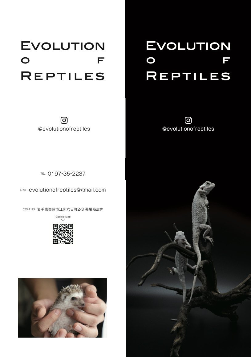 Evolution of Reptiles FLYERDESIGN / Evolution of Reptiles